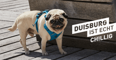 duisburgistecht GIF