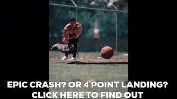 French Bulldog GIF