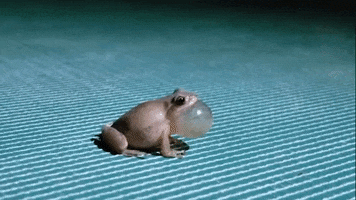 Spring Peeper Frog GIF by U.S. Fish and Wildlife Service