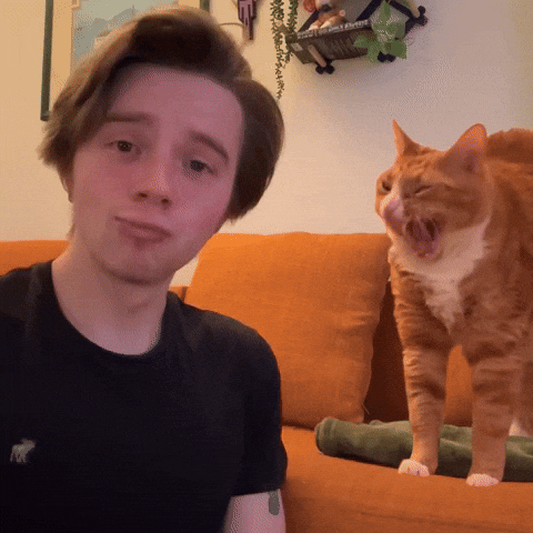 Cat Yawn GIF