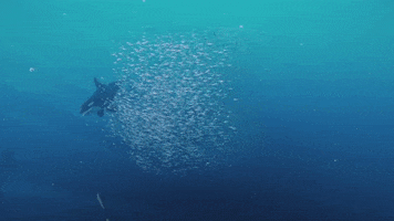 Humpback Whale Fish GIF by Beyond Blue