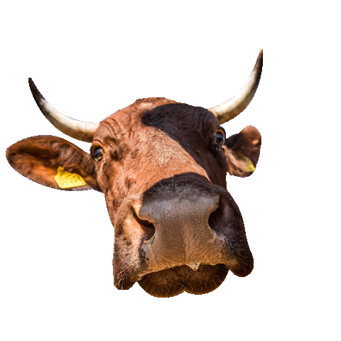 SalzburgerLand Sticker