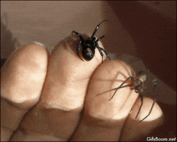 Spider GIF