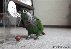 parrot playing GIF