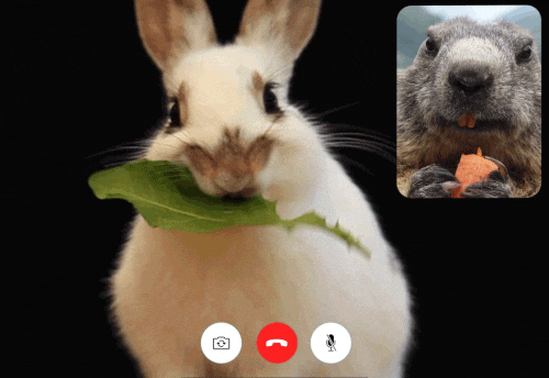 Facetime Gifs Get The Best Gif On Giphy