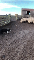 Sheep Shows Young Herding Dog Who's Boss on Scotland Farm