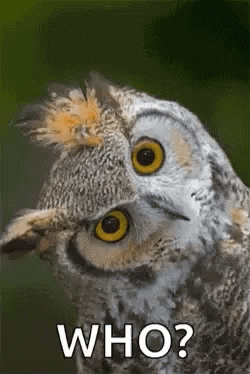 Giphy - Who Is This Owl GIF