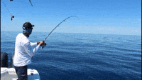 Spear Fishing GIFs - Find & Share on GIPHY