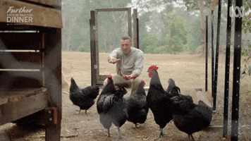Back In Time Chickens GIF by ABC TV + IVIEW