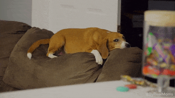 reality show dog GIF by Children's Miracle Network Hospitals
