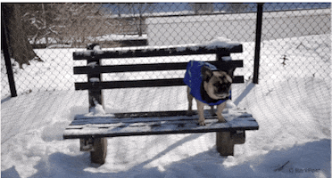 Video gif. A French bulldog wearing a dog jacket wiggles its rear and sits down on a snow-covered bench.