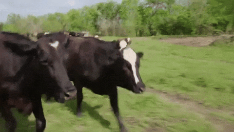 Happy Cows Gif