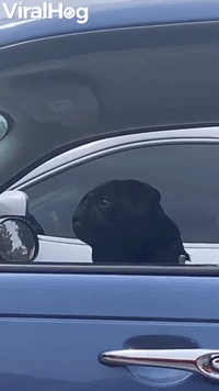 Grumpy Pug Wakes from Car Nap