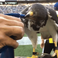 stayhydrated GIF by NFL