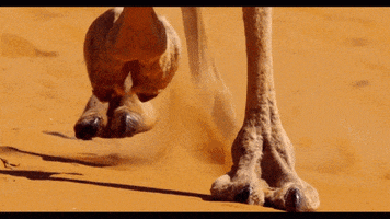 Moose Knuckle GIFs - Find & Share on GIPHY