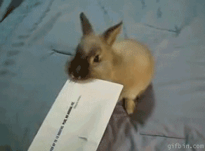 Rabbit Moving GIF by Cheezburger - Find & Share on GIPHY