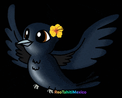 ReoTahitiMexico bird manu tahiti poemana GIF