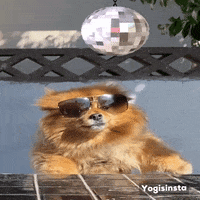 Celebrate Cool Dog GIF