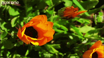Animation Flowers GIF