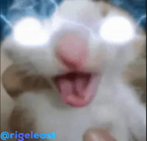 Cat GIF