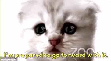 Cat Zoom GIF by GIPHY News