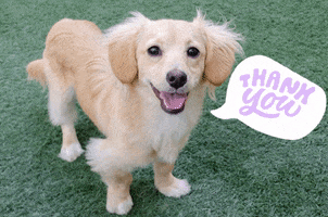 Dog Thank You GIF by Peninsula Humane Society & SPCA