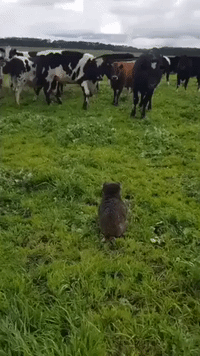 Farmer Escorts Koala to Safety from Curious Herd of Cattle on Victorian Farm