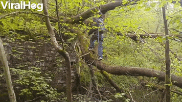 Crossing A River Using A Tree Doesnt Go As Planned GIF by ViralHog