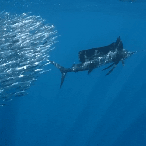 Sea Life Ocean GIF by PBS Digital Studios