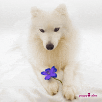 Love Dogs Photography GIF by puppytales