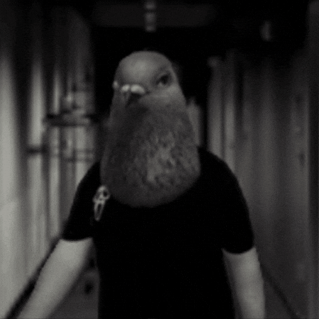 Pigeon Man GIF