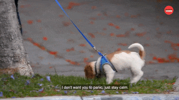 Dogs Stay Calm GIF by BuzzFeed