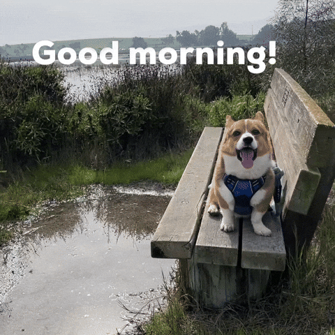 Good Morning Dog GIF