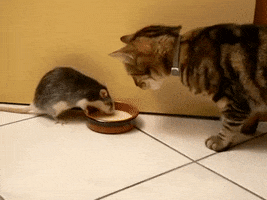 cat friendship mouse rat animal friendship