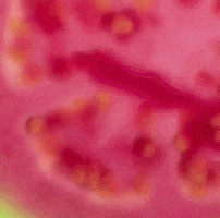 Dumont Creamery GIF