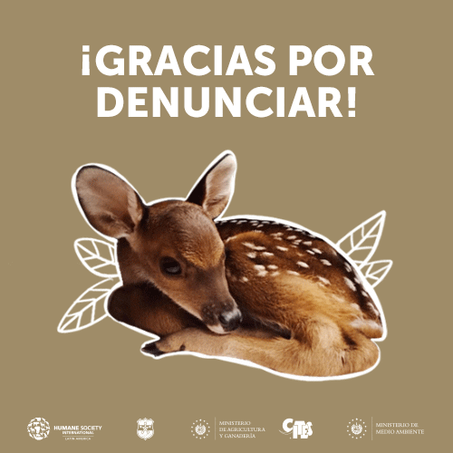 Animales GIF by Ministerio de Medio Ambiente de El Salvador