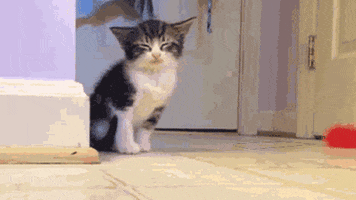 Kitten Kitty Punches GIF