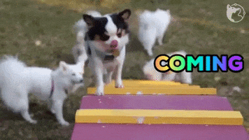 Dog Coming GIF by WoofWaggers