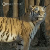 Pbs Nature Tiger GIF by Nature on PBS