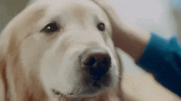 Golden Retriever Cute Dog GIF by ADWEEK