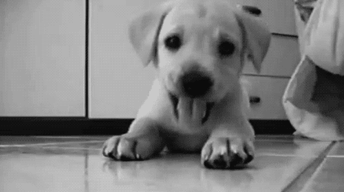 Puppy dog gif - find & share on giphy