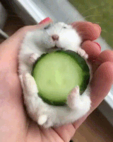 slice cucumber GIF
