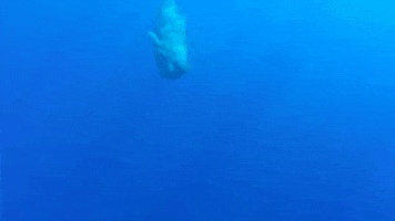 Sperm Whale Diving GIF by Oceana