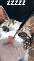Cat Pets GIF by Likee US