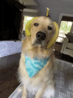 Dogs GIF