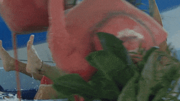 Happy Water GIF by Duinrell