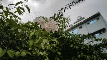 Revu GIF