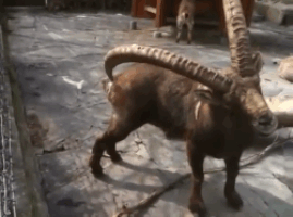 clever goat GIF