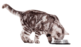 Cat Love Sticker by ItalianWay Pet