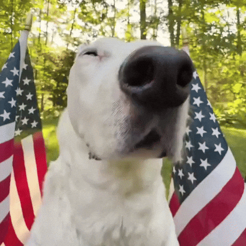 4Th Of July Usa GIF